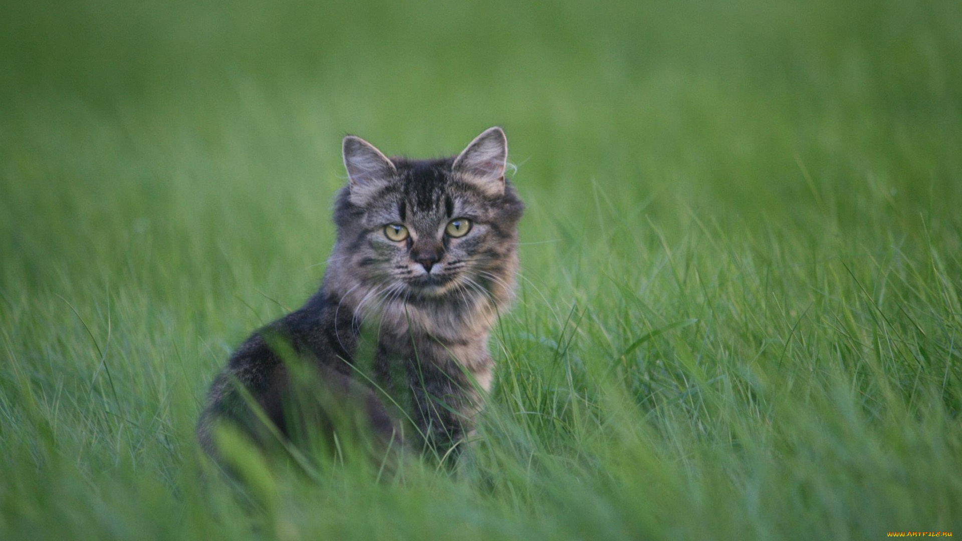 кошки, животные, коты