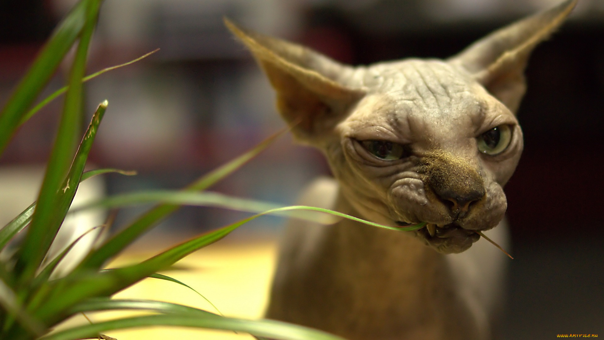 кошки, животные, коты