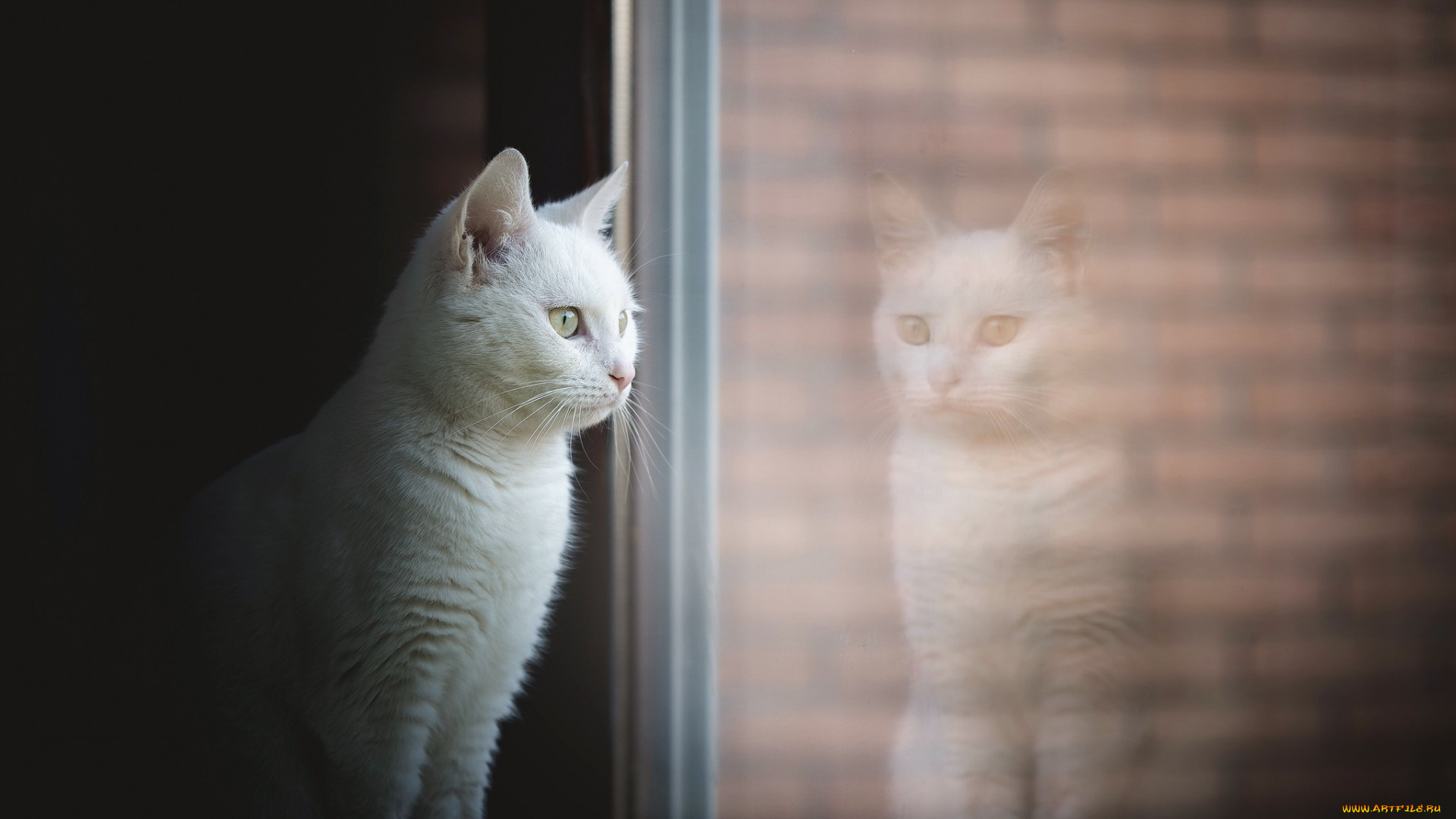 кошки, животные, коты