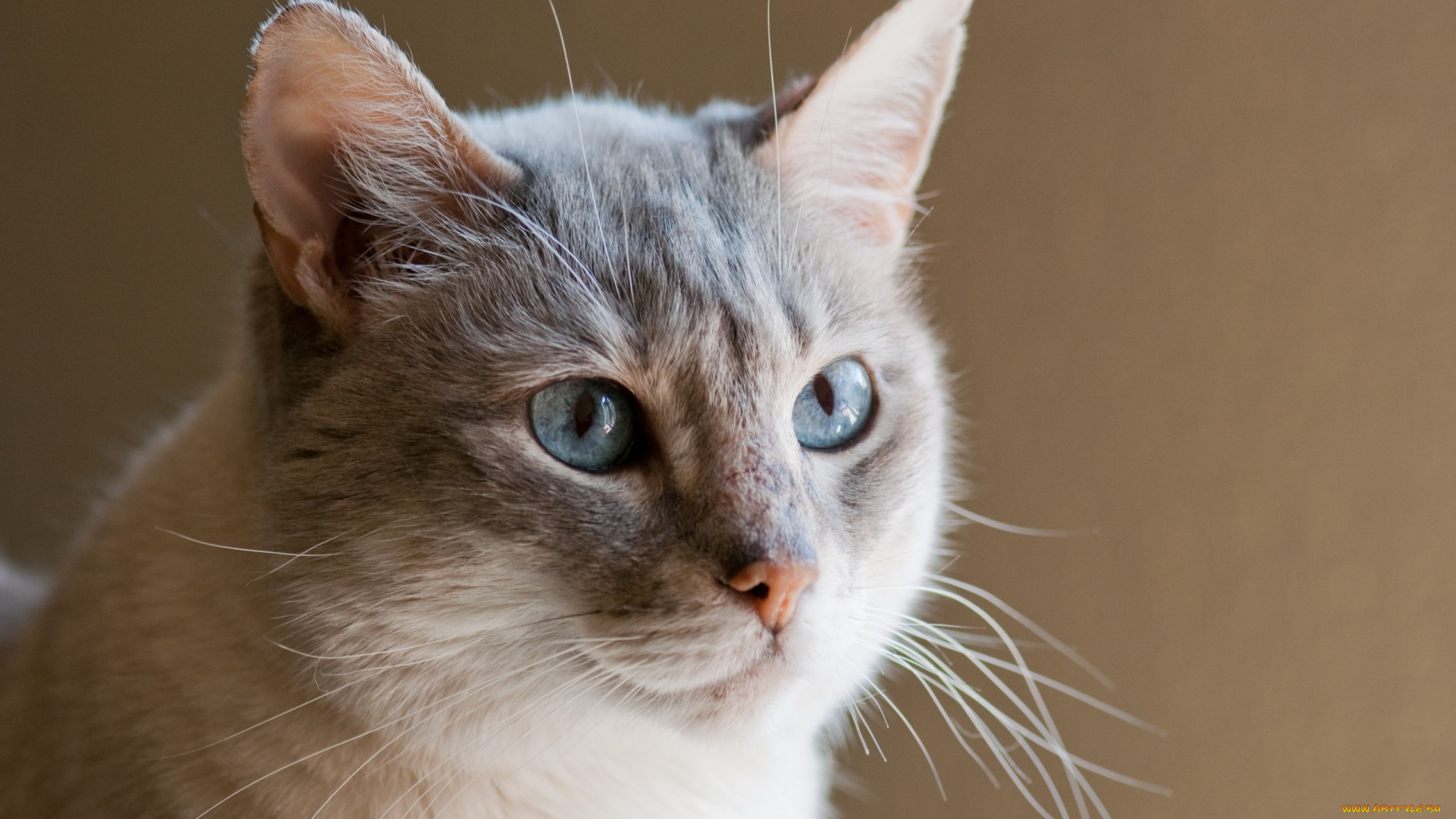 кошки, животные, коты