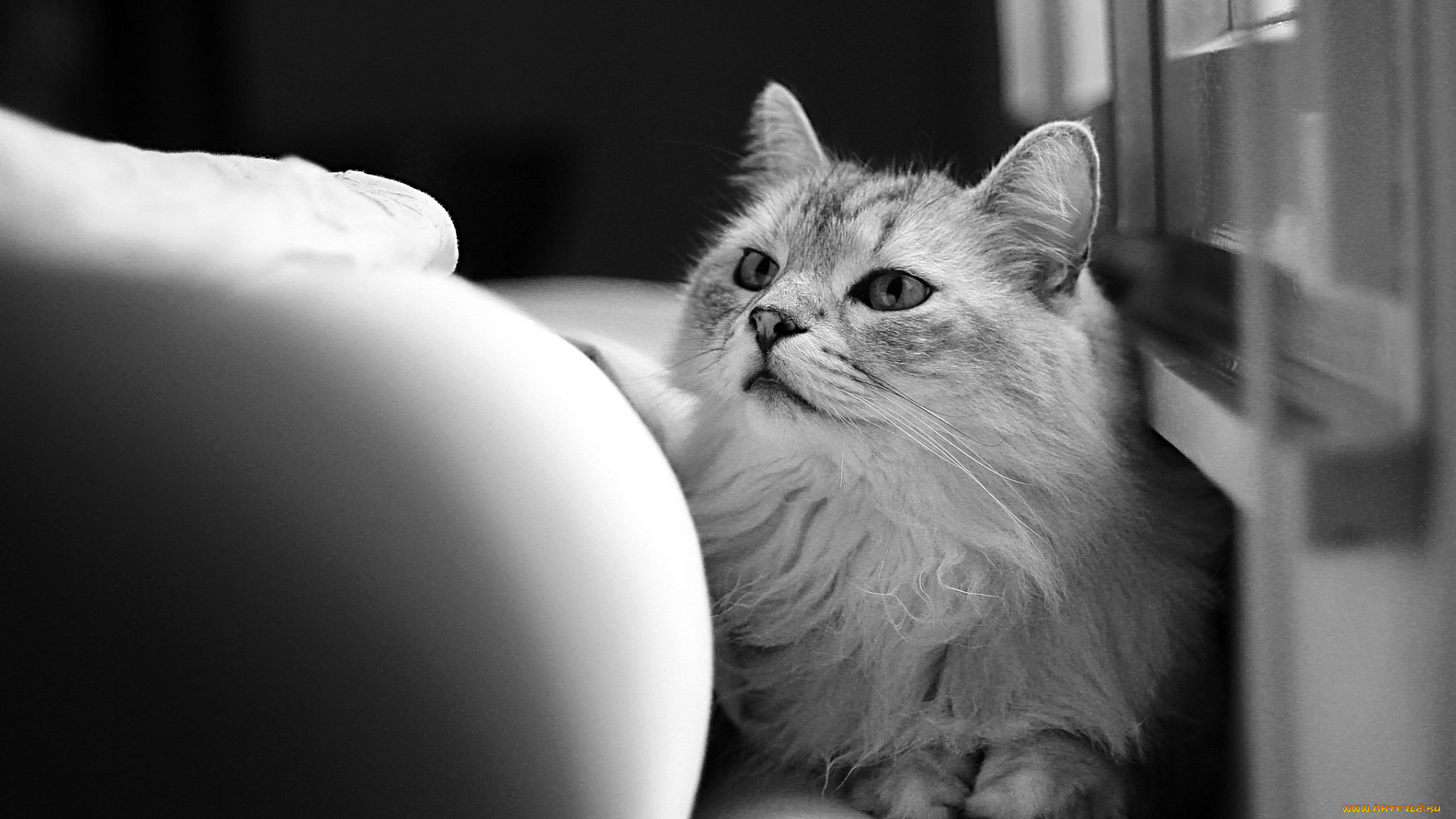 кошки, животные, коты