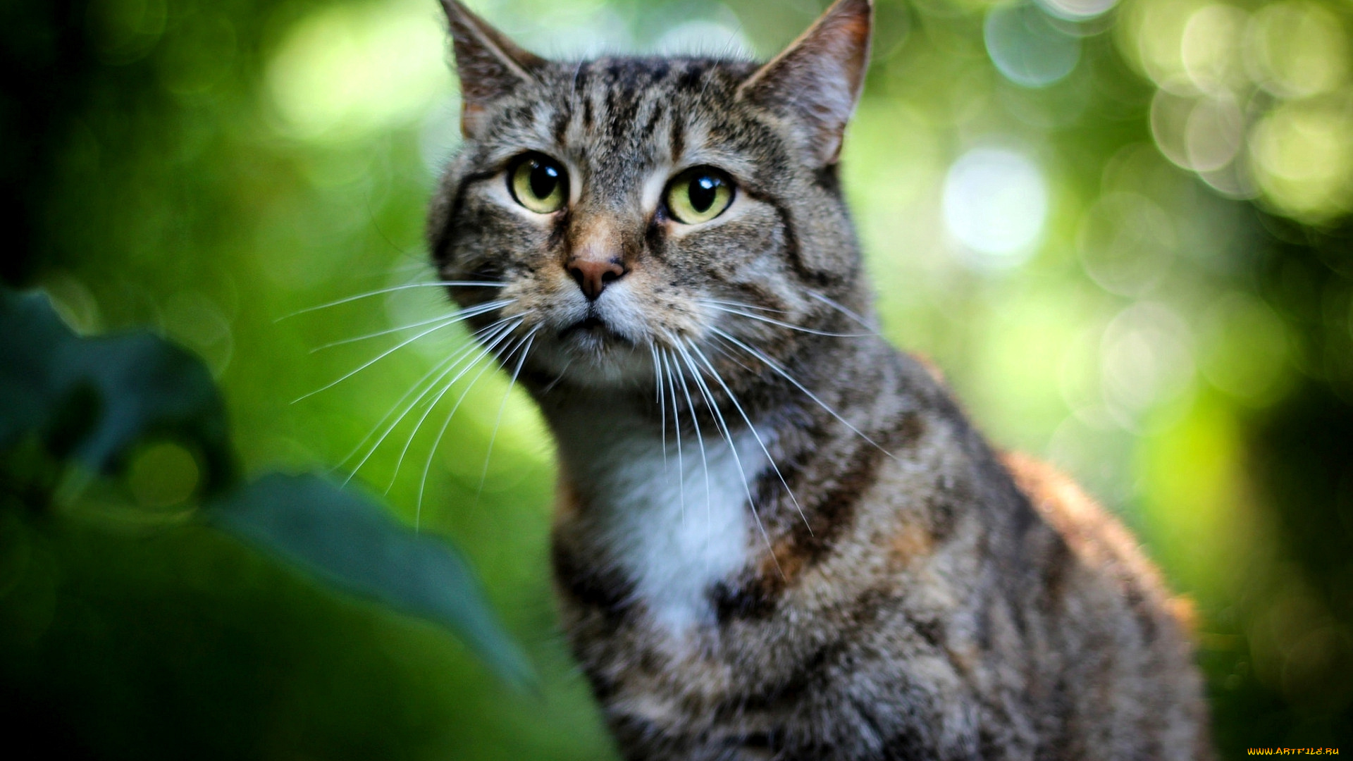 кошки, животные, коты