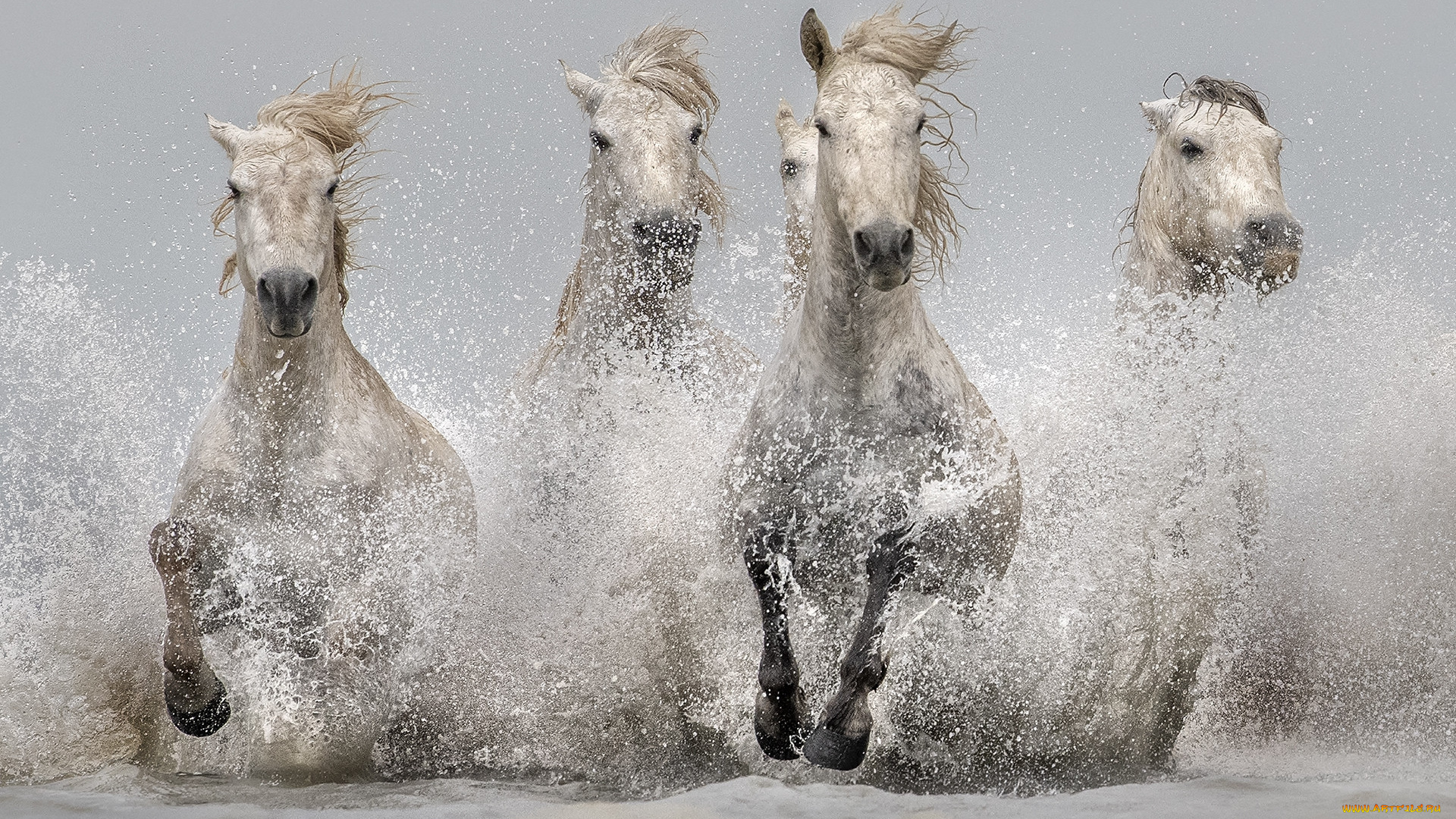 животные, лошади, табун