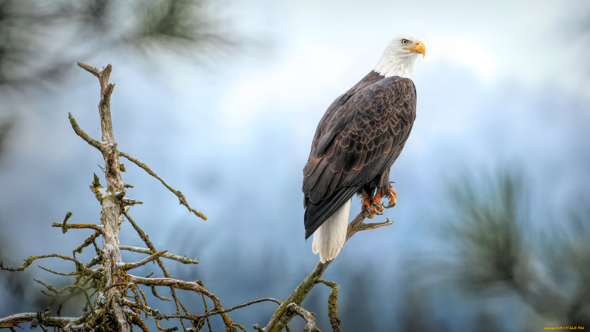 животные, птицы, -, хищники, белоголовый, орлан