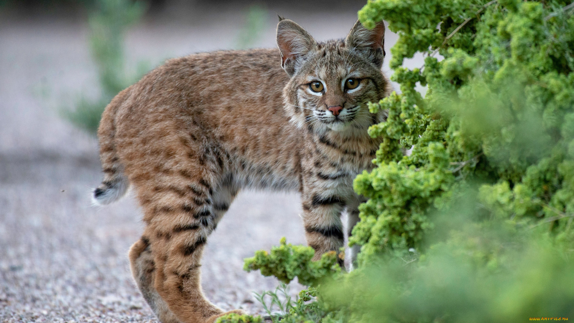 животные, рыси, рысёнок