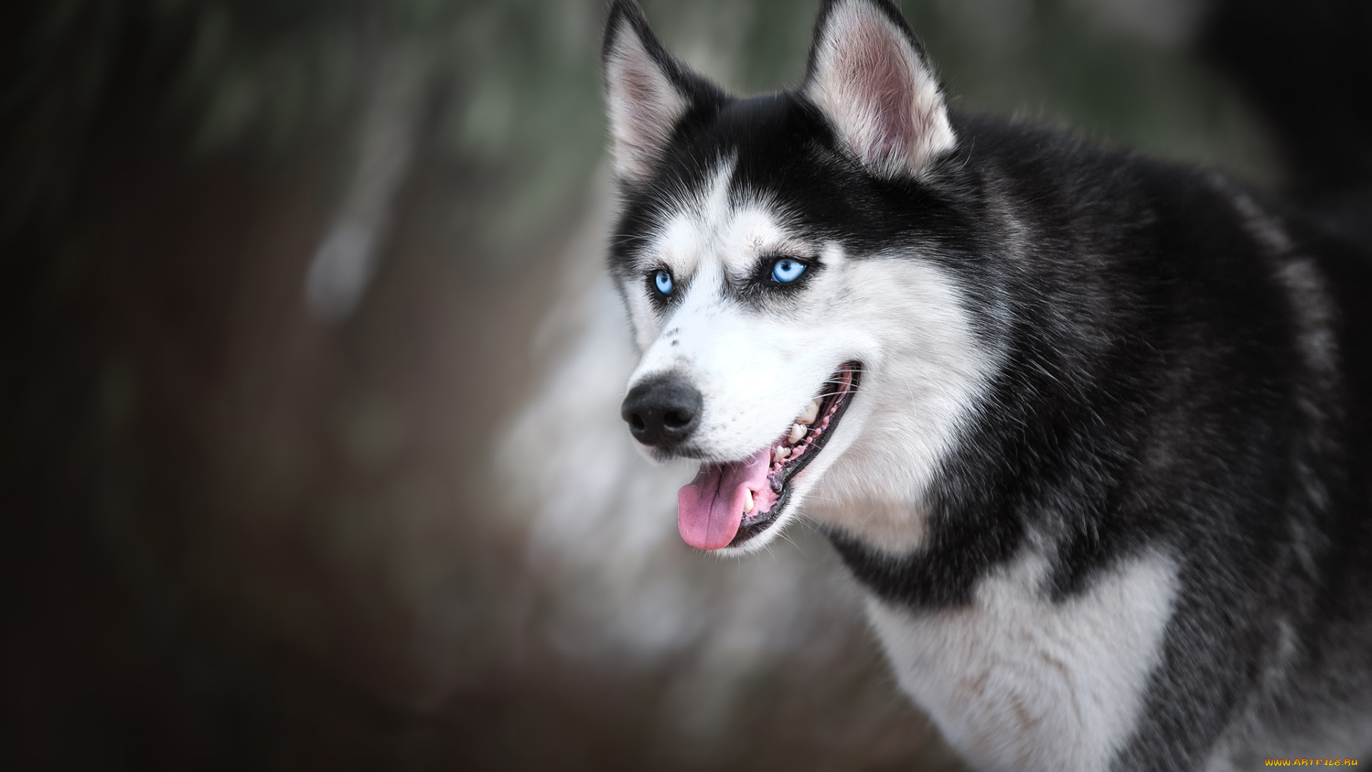 животные, собаки, хаски