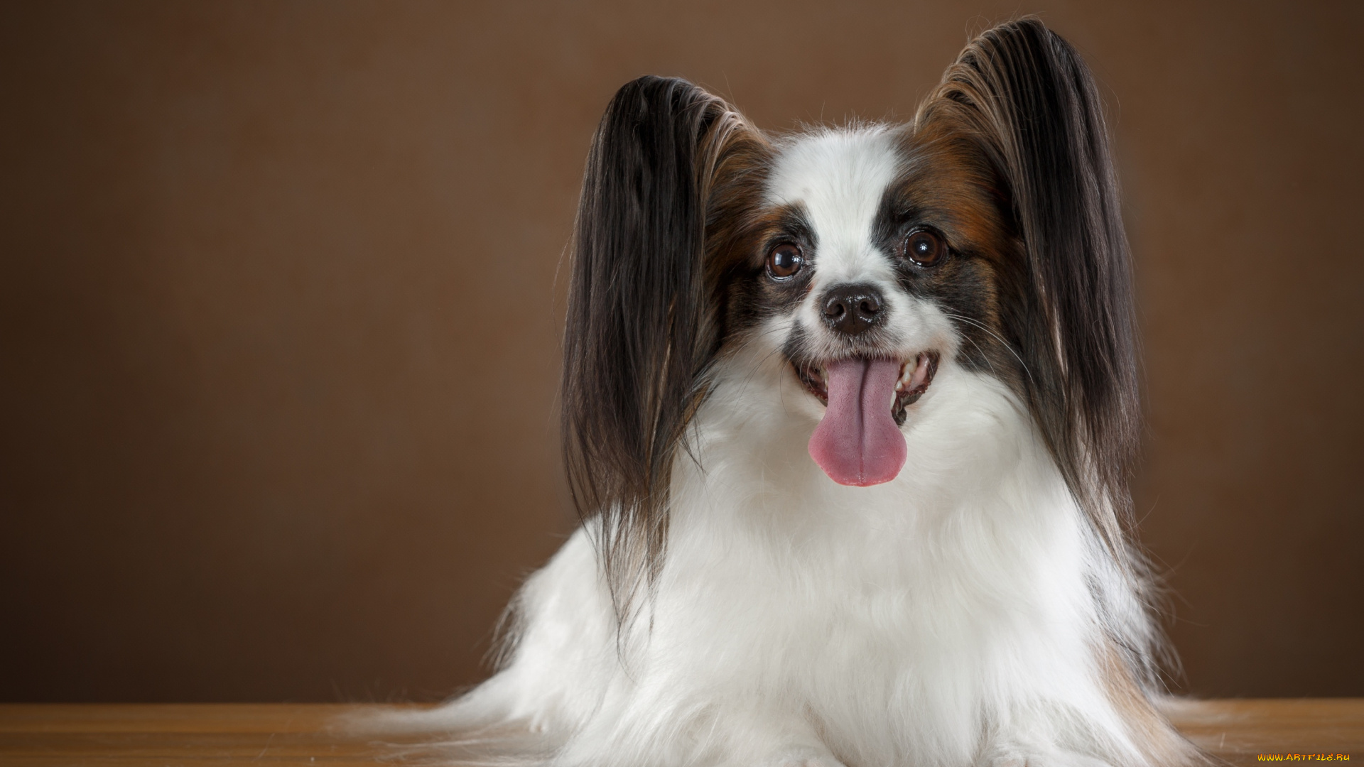 животные, собаки, папильон