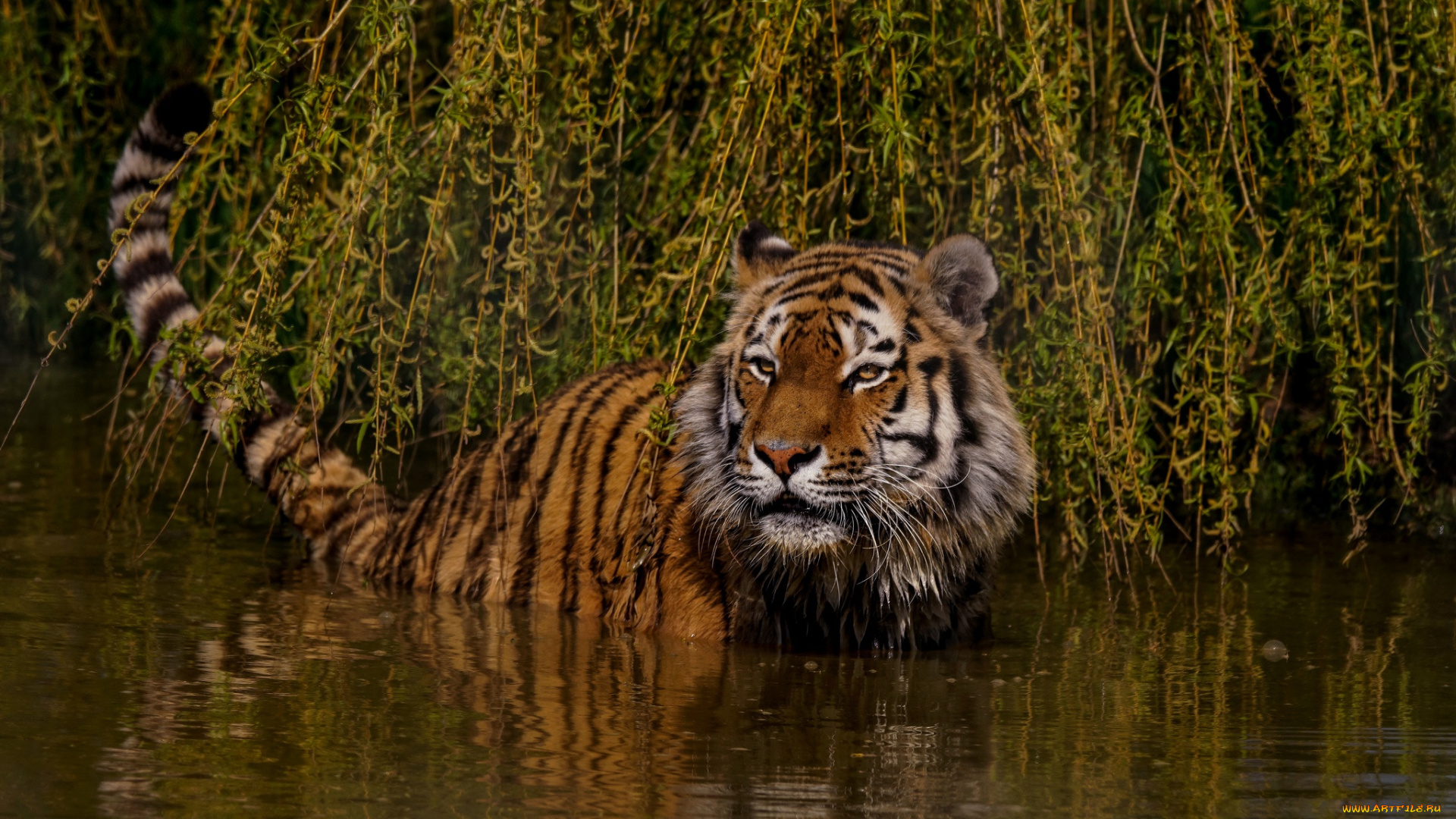 животные, тигры, тигр