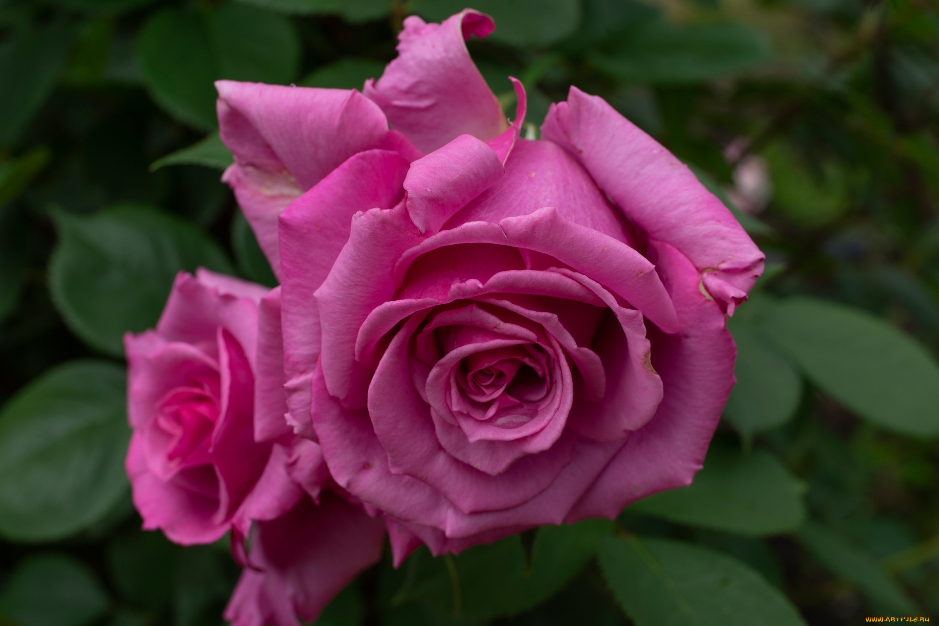 цветы, розы, розовый