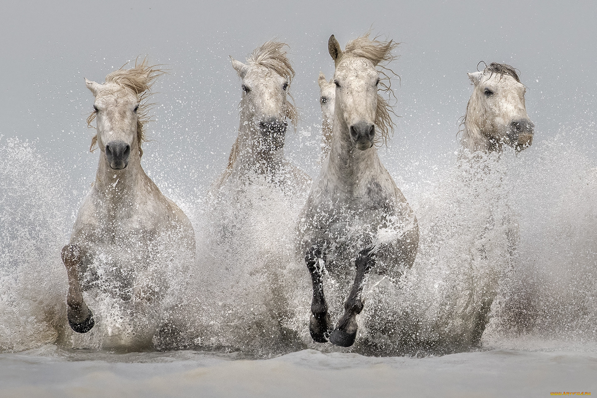 животные, лошади, табун