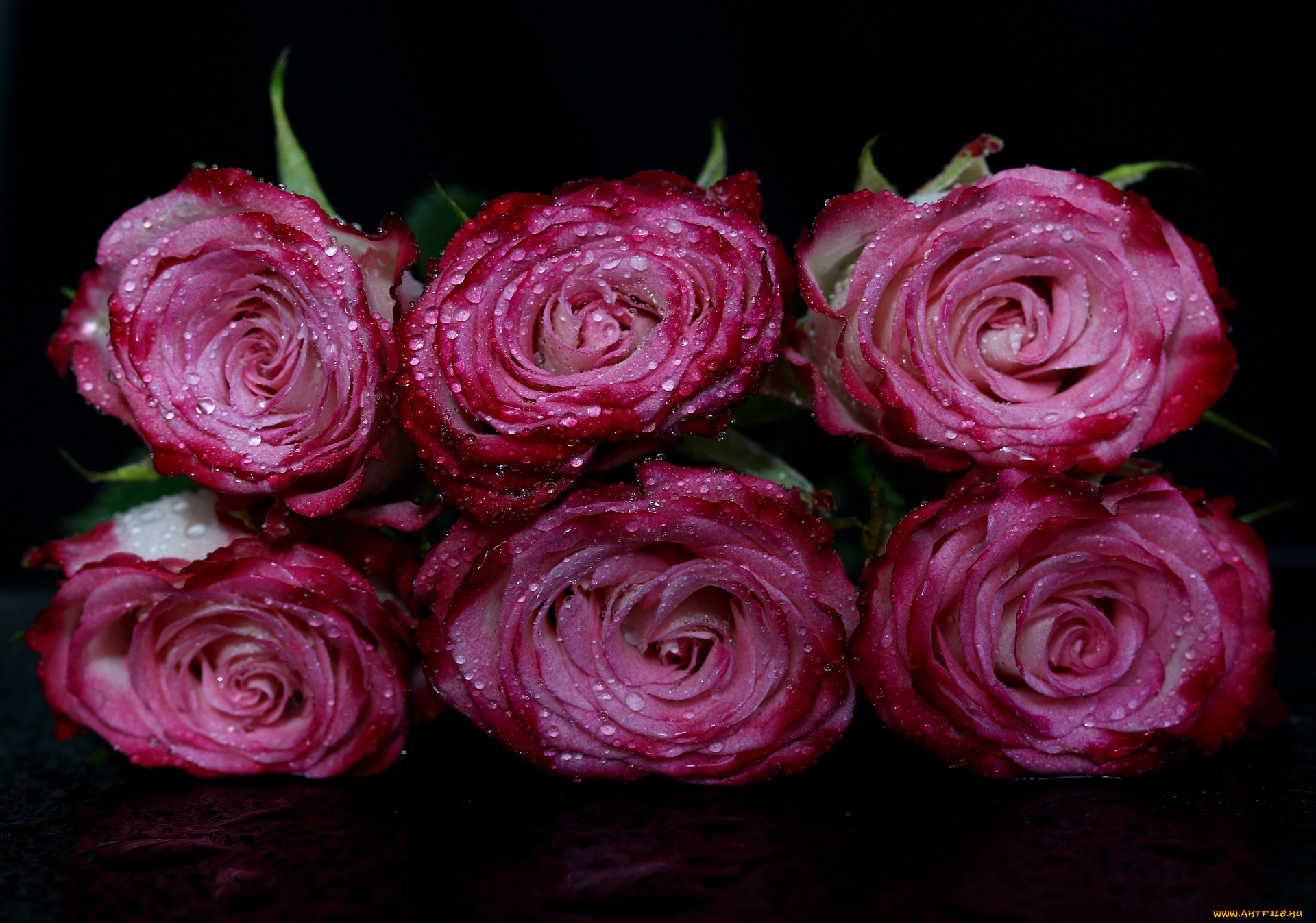 цветы, розы, розовый