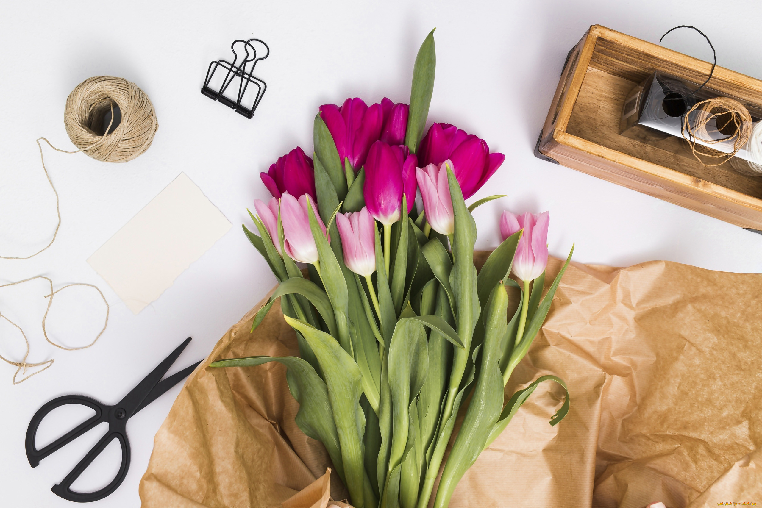 цветы, тюльпаны, бутоны