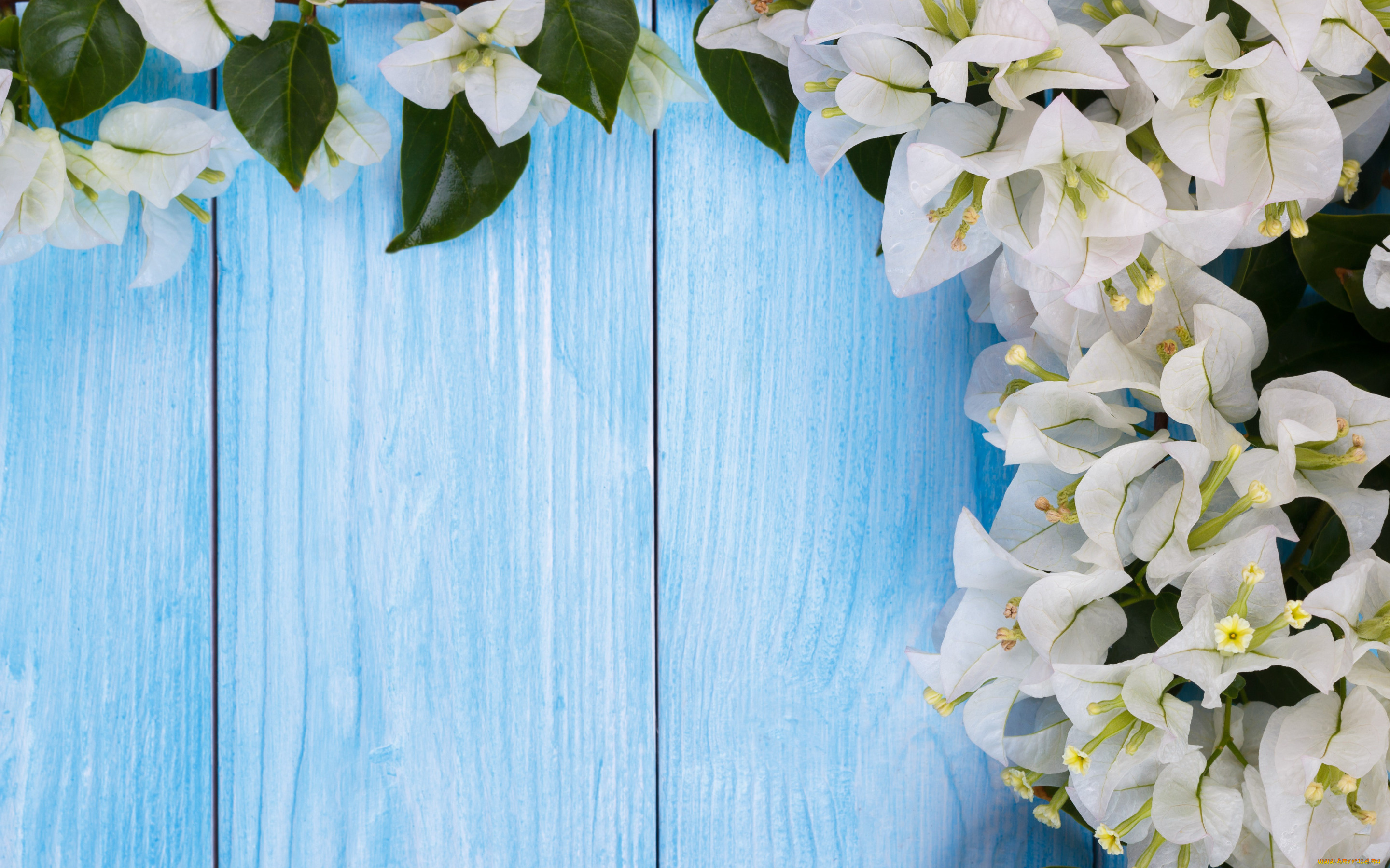 цветы, рододендроны, , азалии, цветочки