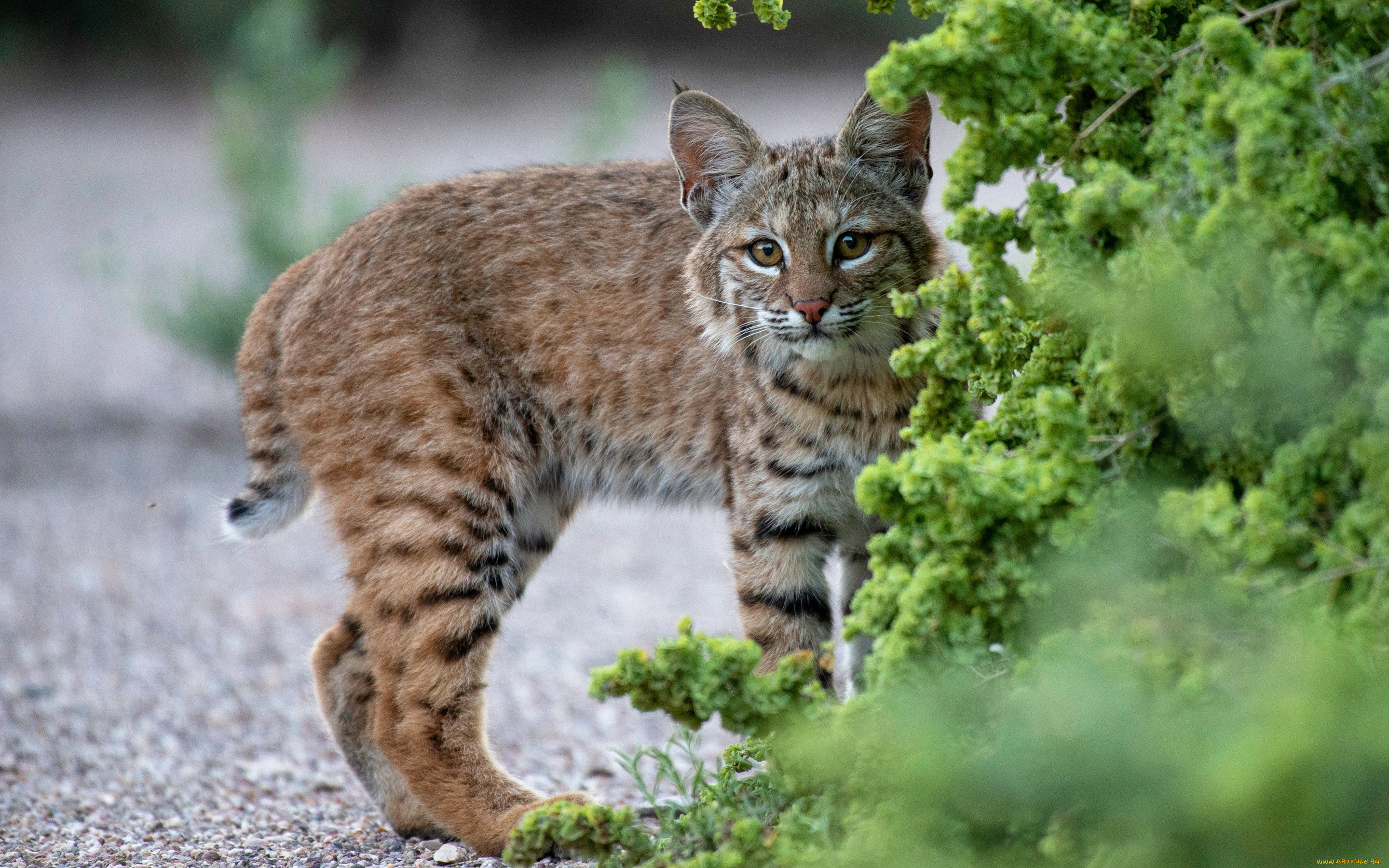 животные, рыси, рысёнок