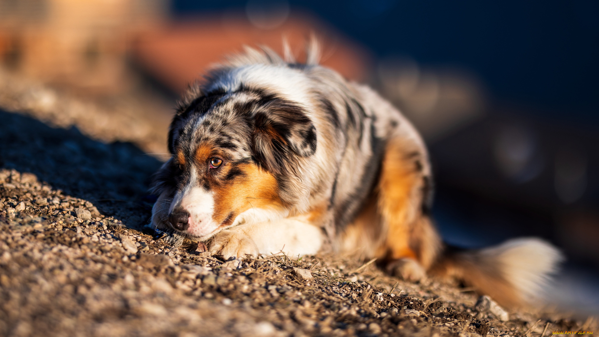 животные, собаки, собака