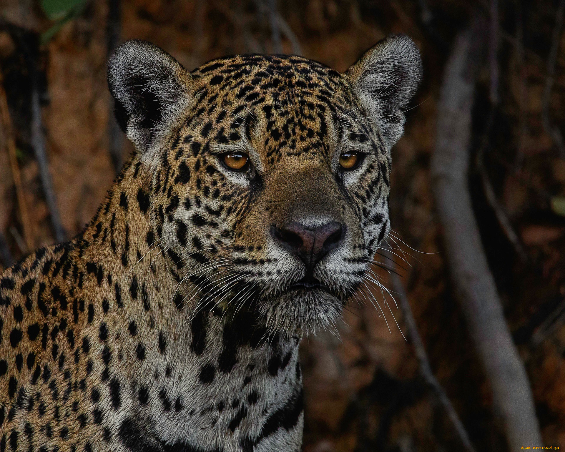 животные, леопарды, леопард