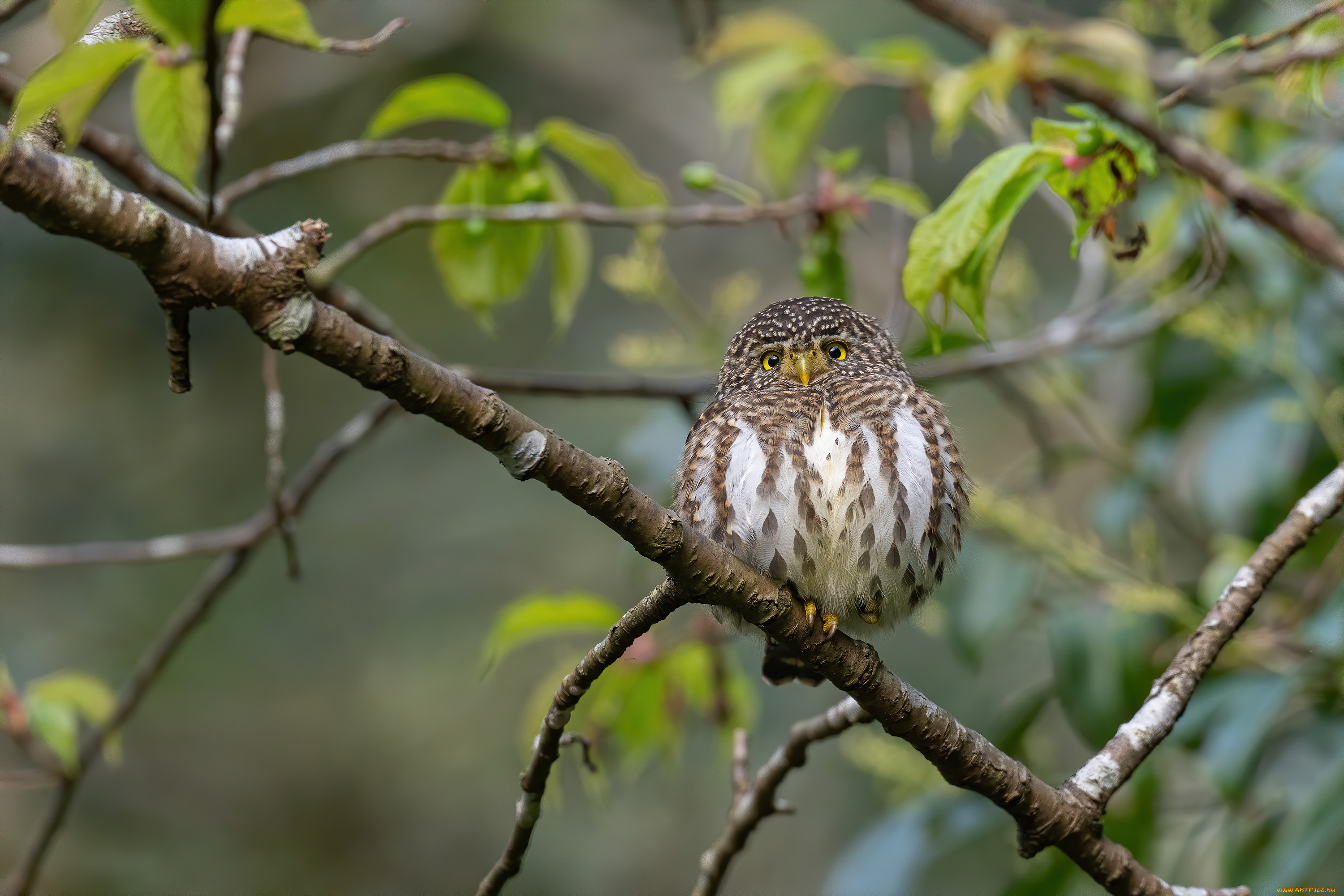 животные, совы, сова, ветки, листья, боке