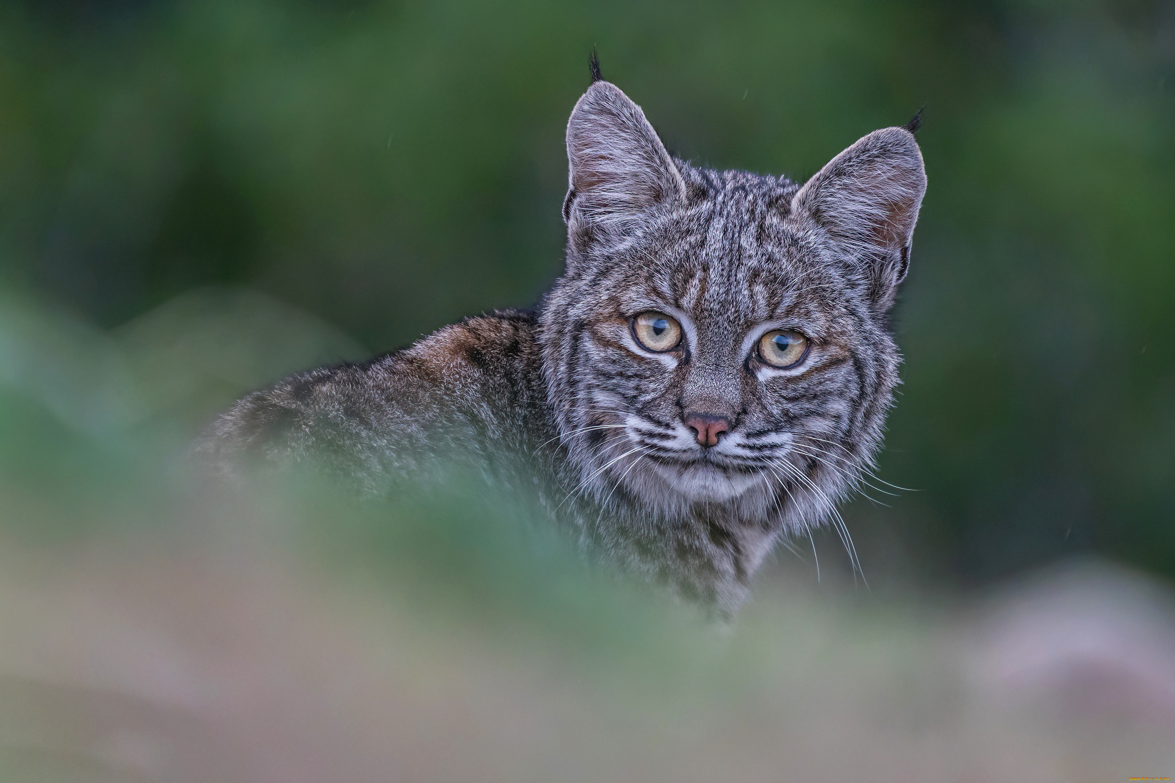 животные, рыси, рысь