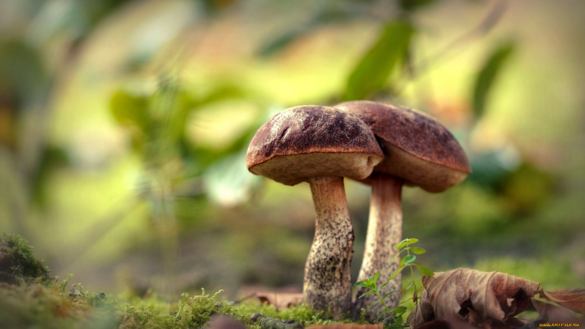 природа, грибы, грибной, дуэт