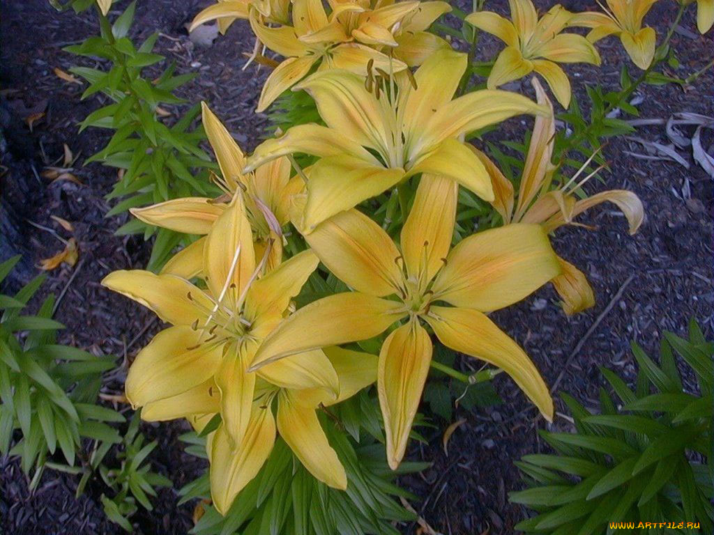 цветы, лилии, лилейники