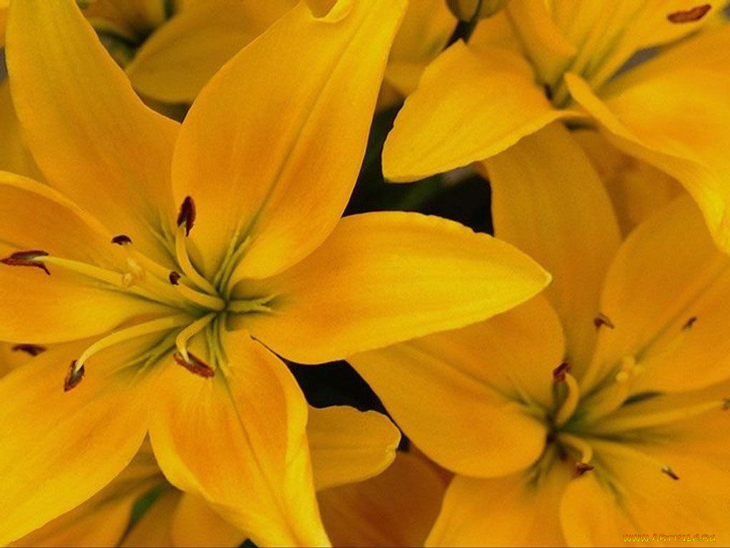 цветы, лилии, лилейники