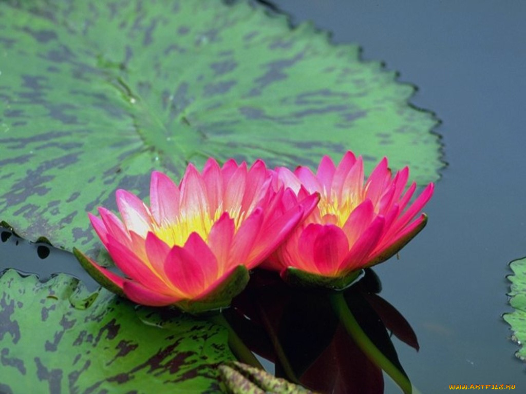 цветы, лилии, водяные, нимфеи, кувшинки