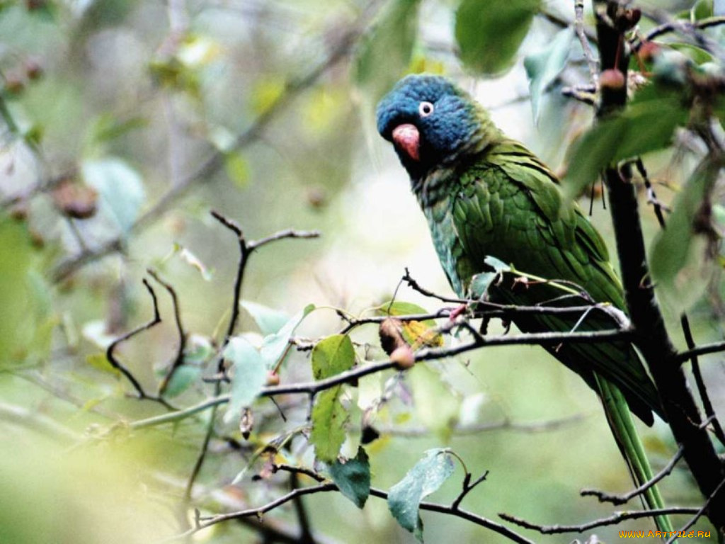 животные, попугаи