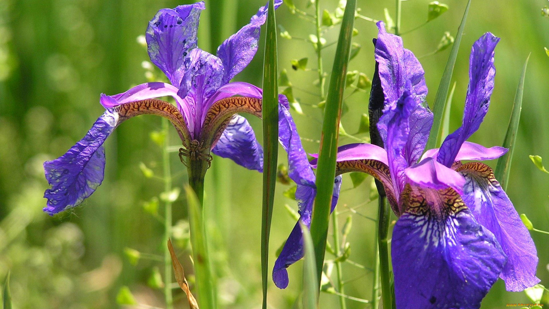 цветы, ирисы