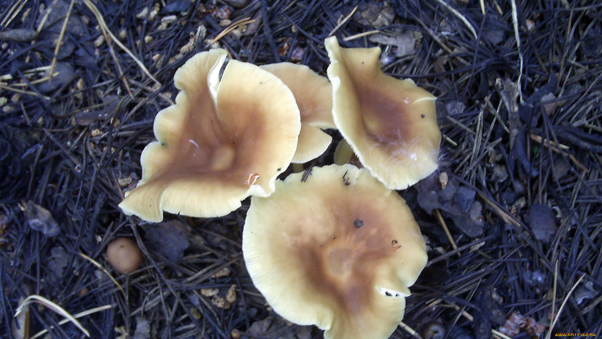 грибочкки, природа