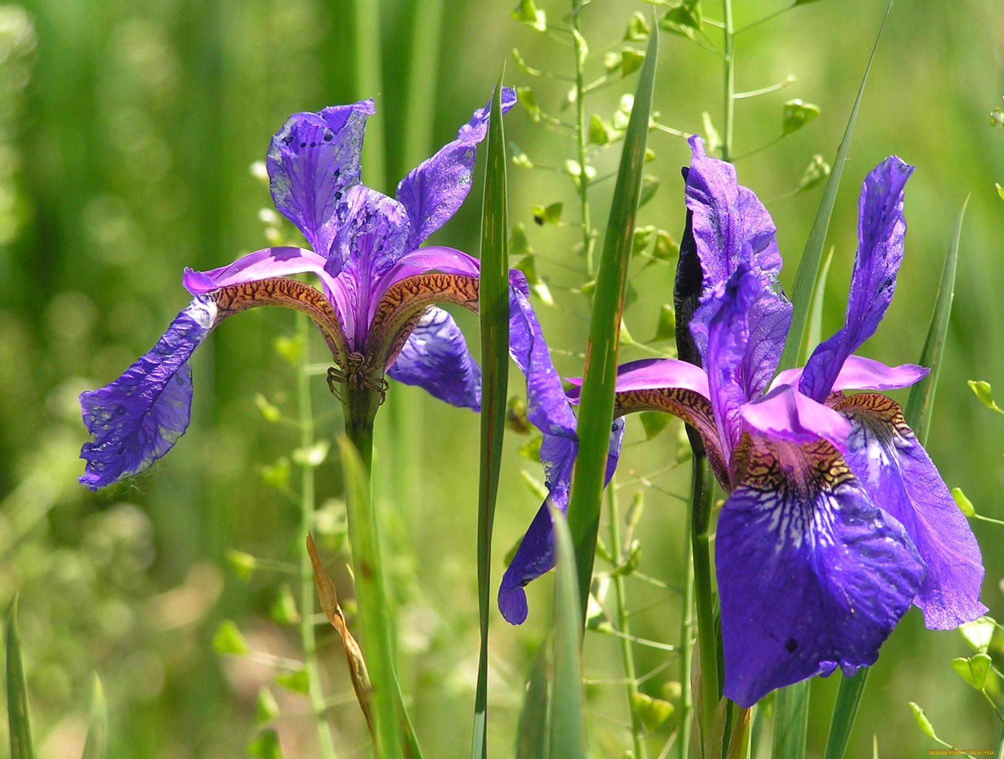 цветы, ирисы