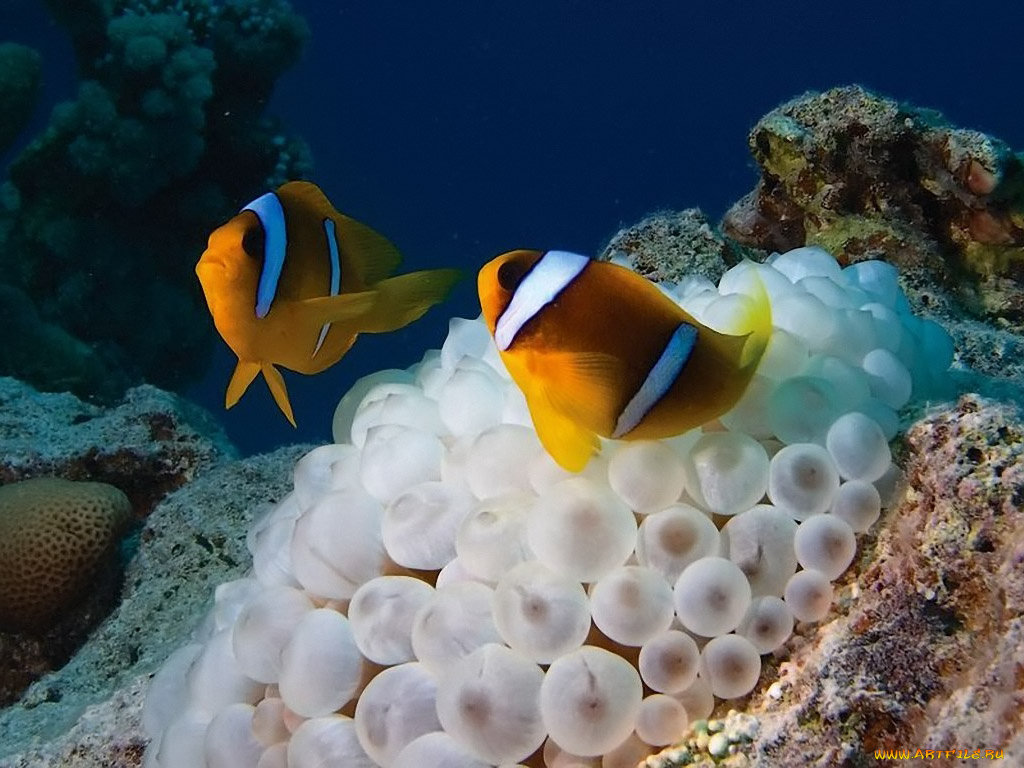 бармалей, хлопотливое, семейство, животные, рыбы