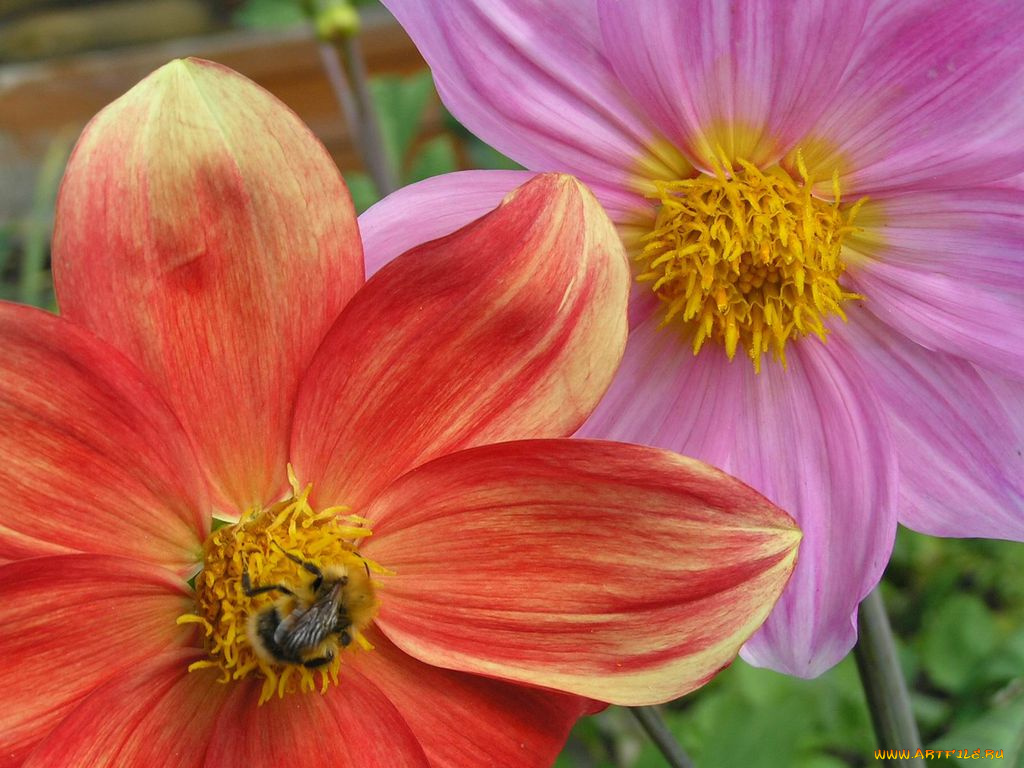 цветы, георгины