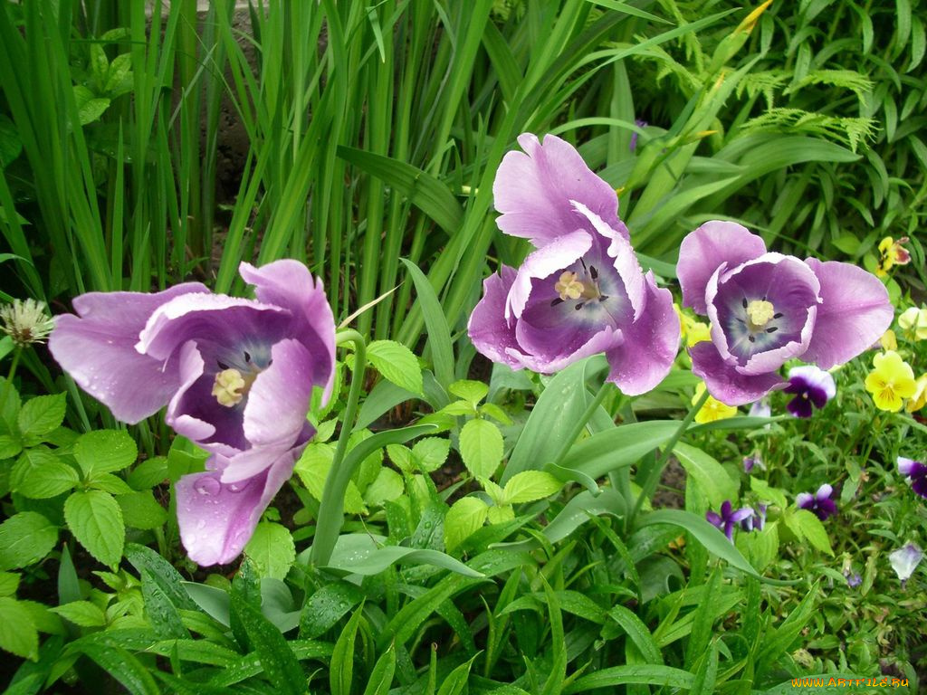 цветы, тюльпаны