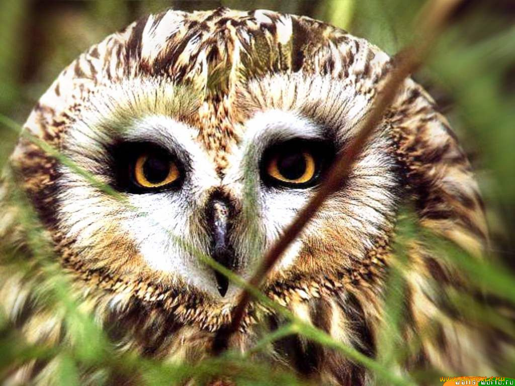 взгляд, животные, совы