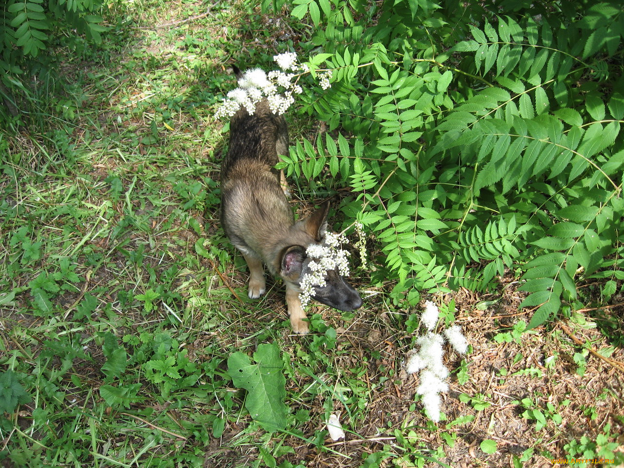 животные, собаки