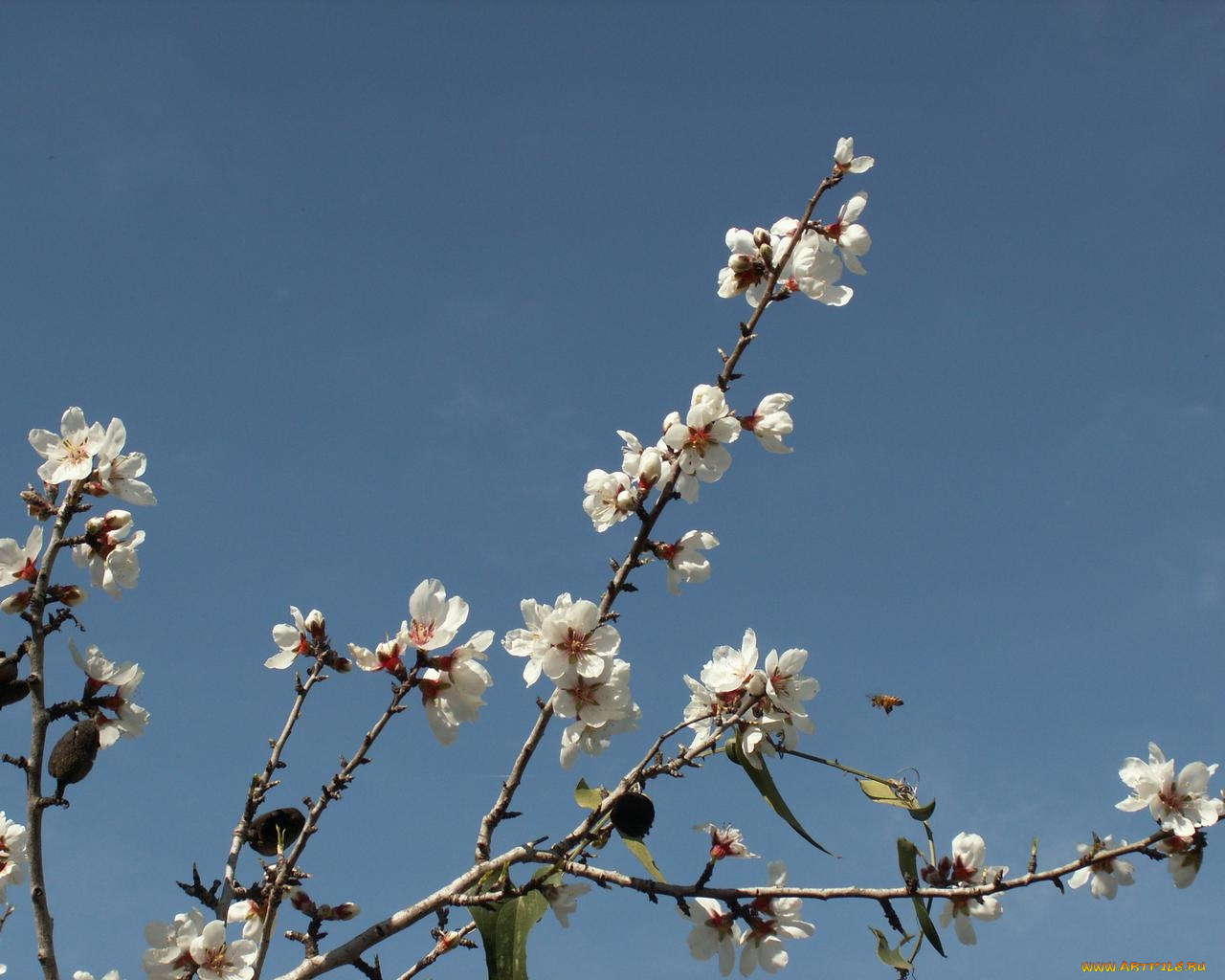 цветы, цветущие, деревья, кустарники