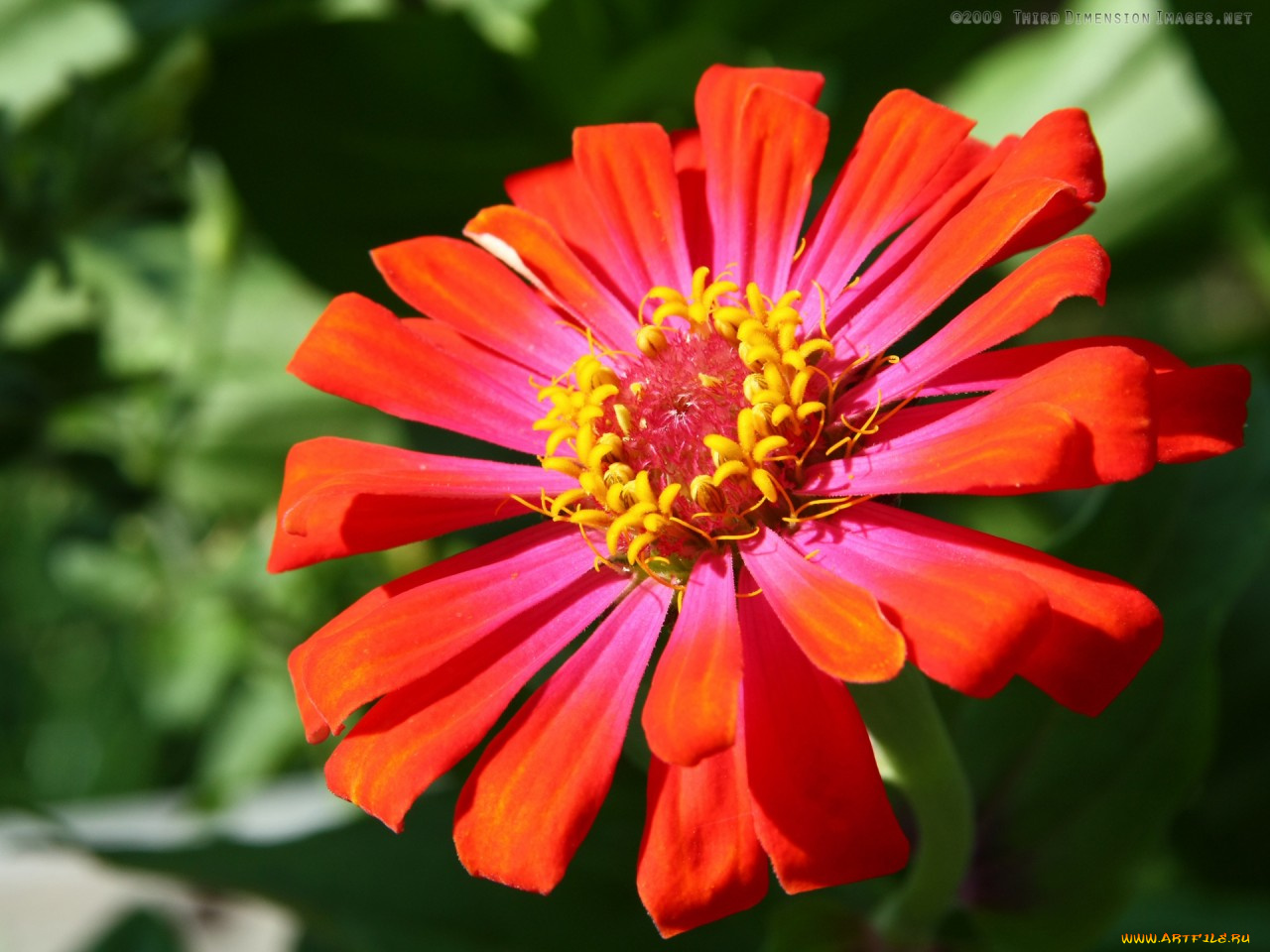 цветы, цинния