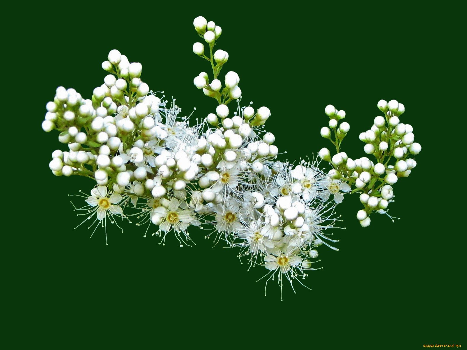 цветы, цветущие, деревья, кустарники