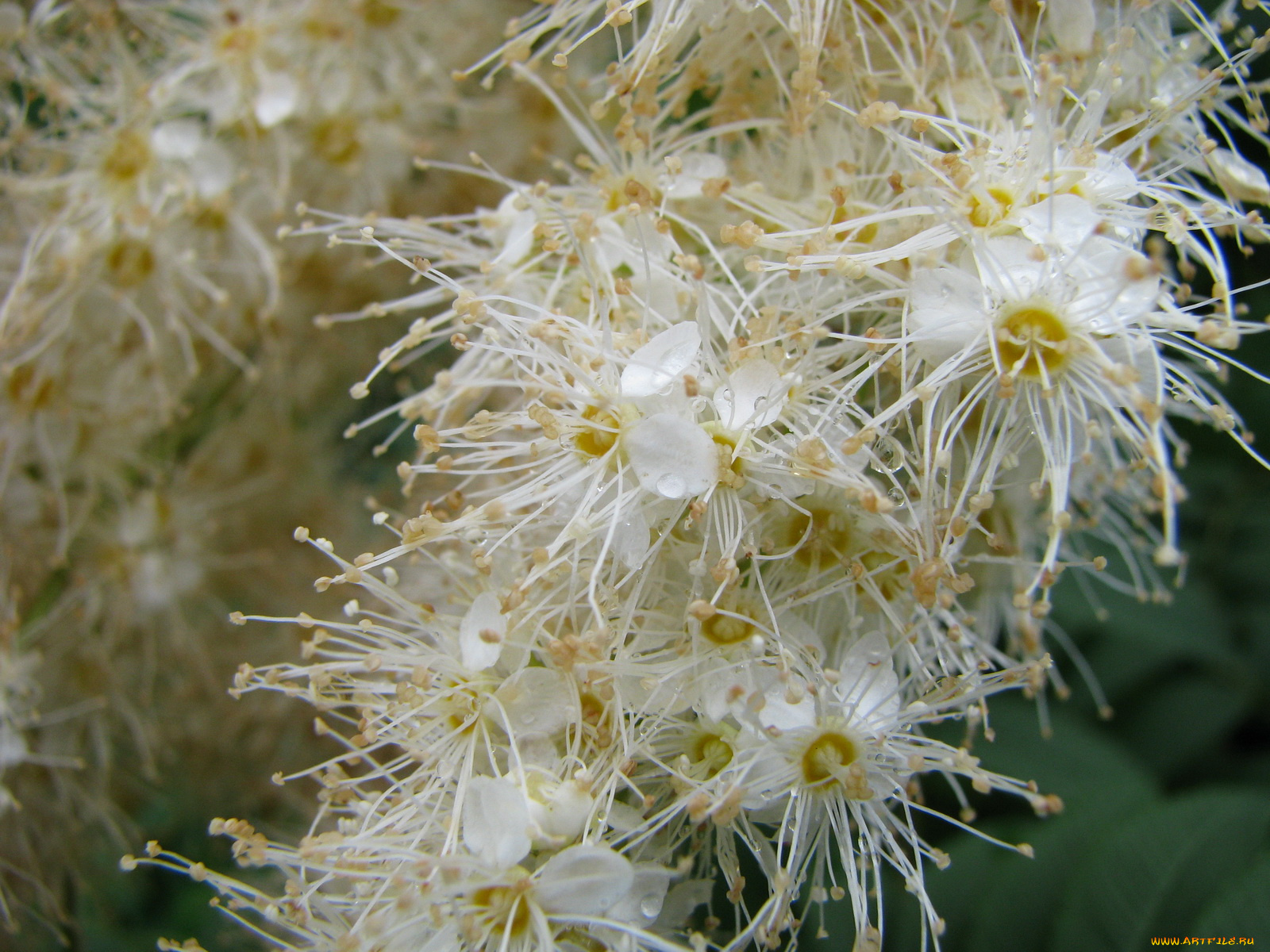 цветы, цветущие, деревья, кустарники