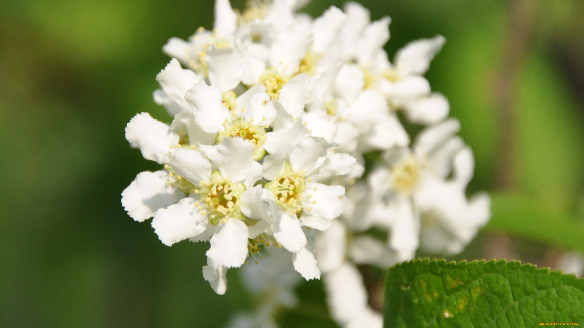 цветы, цветущие, деревья, кустарники