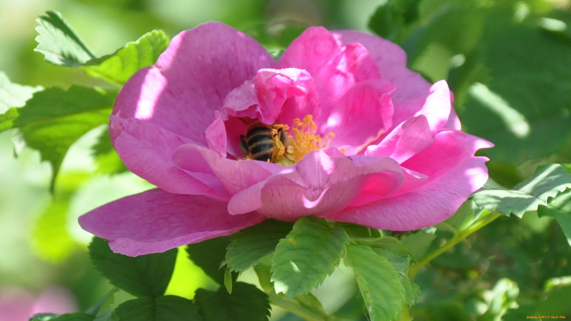 цветы, шиповник