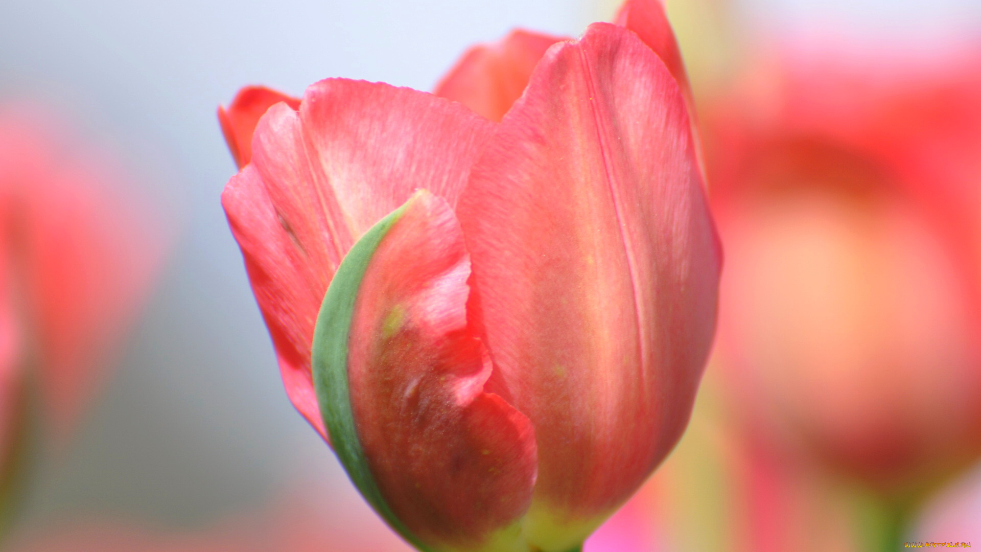 цветы, тюльпаны