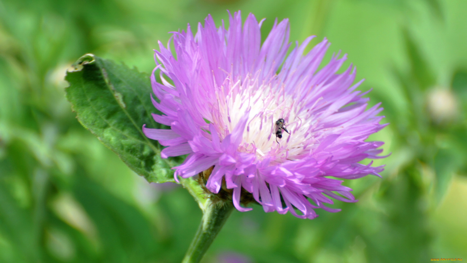 цветы, васильки