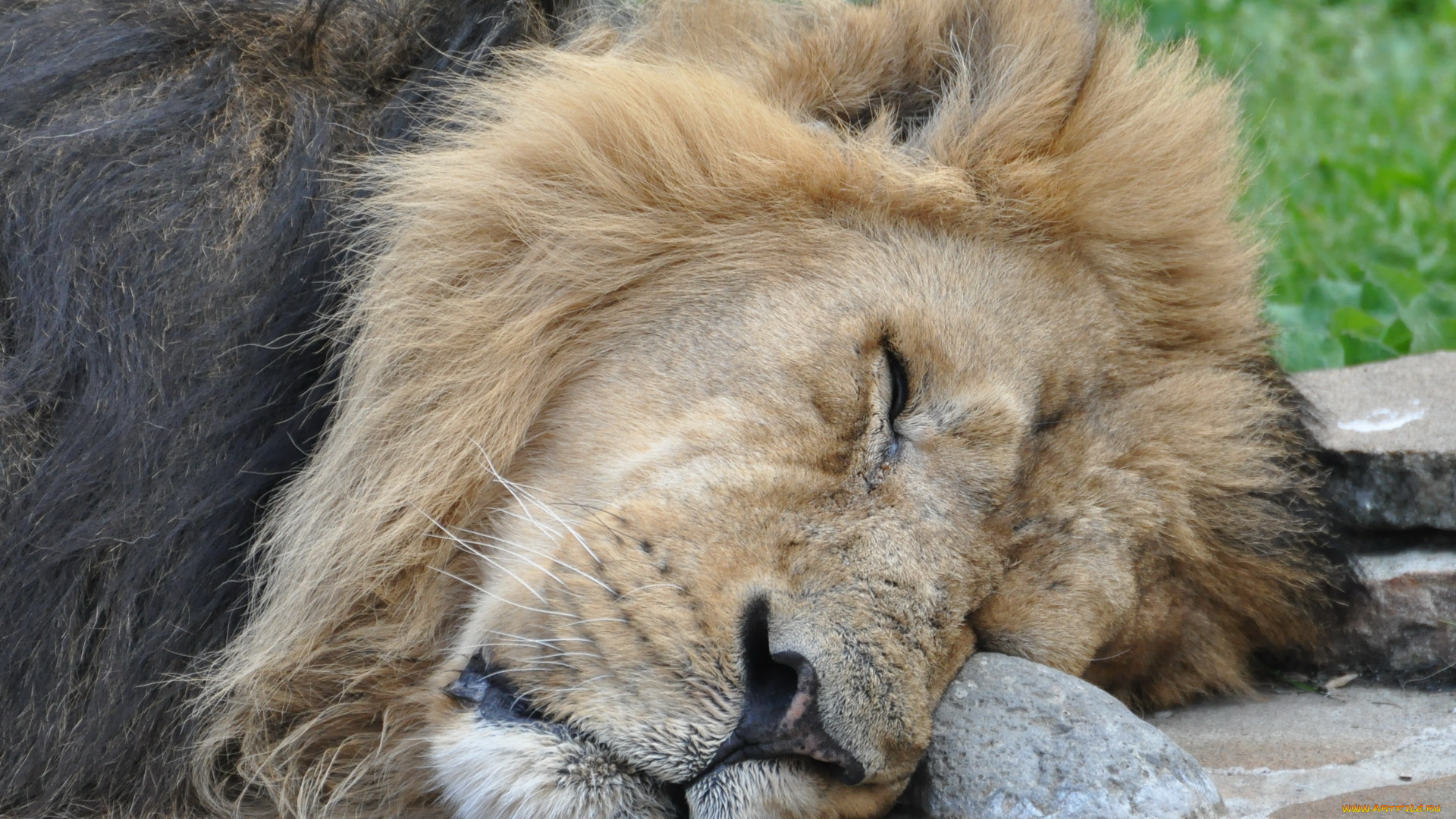 животные, львы
