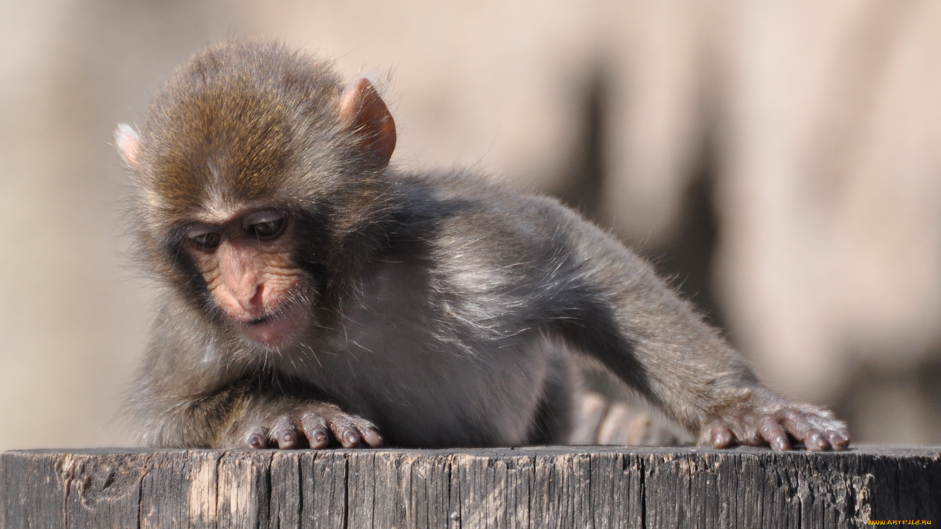 животные, обезьяны