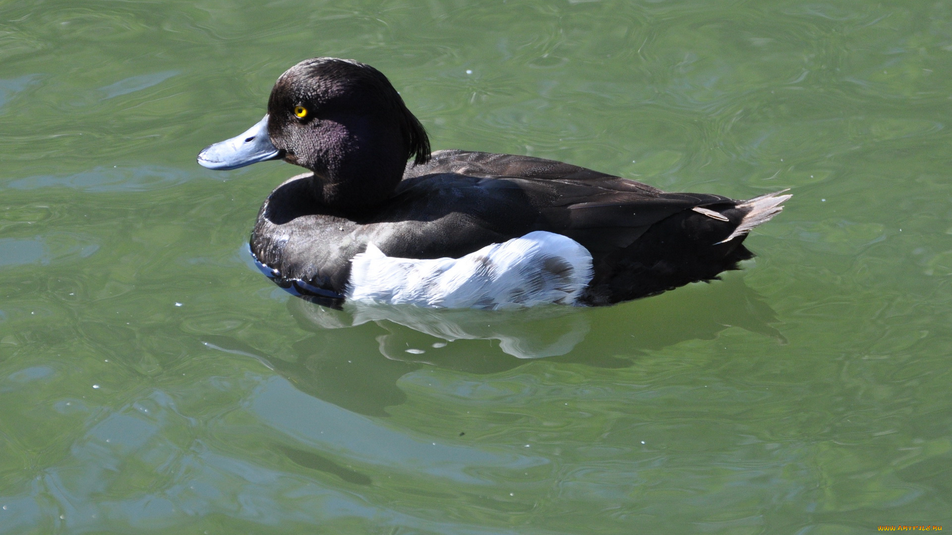 животные, утки