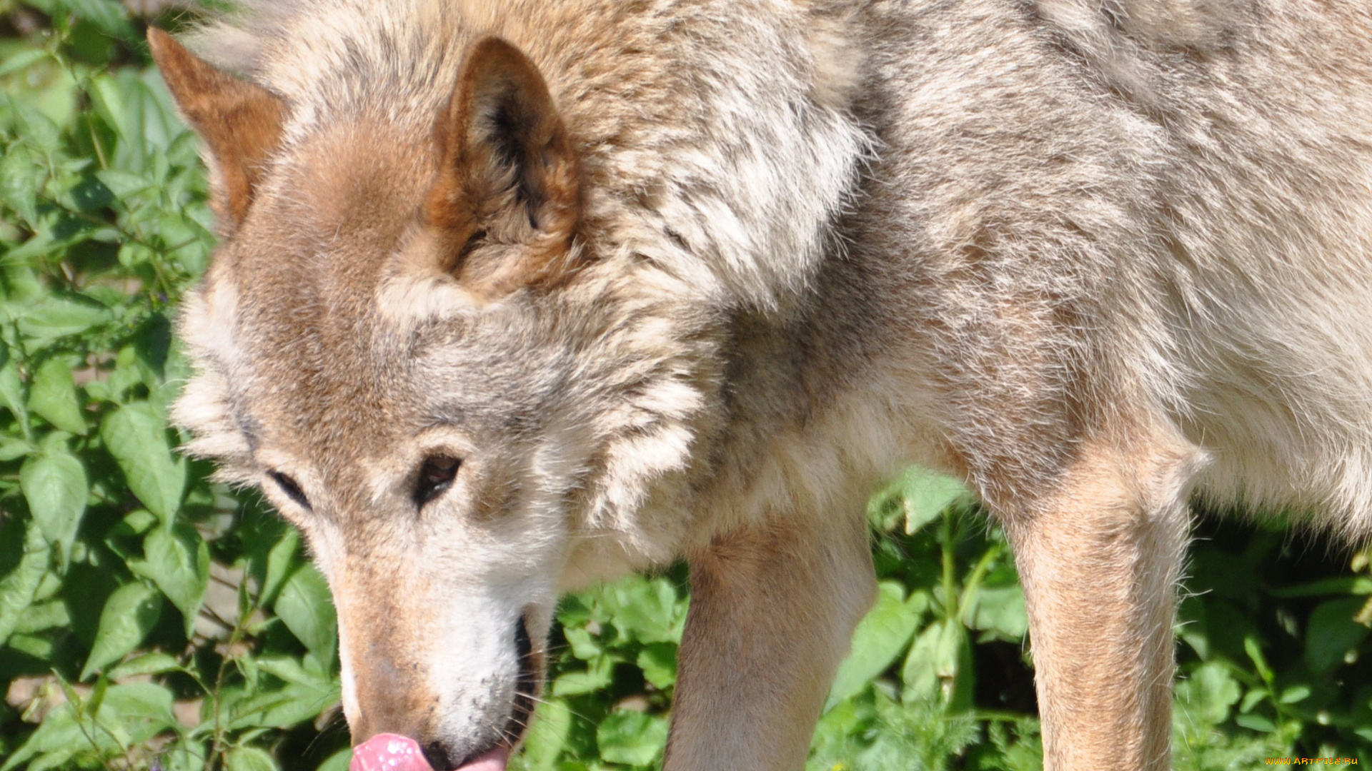 животные, волки