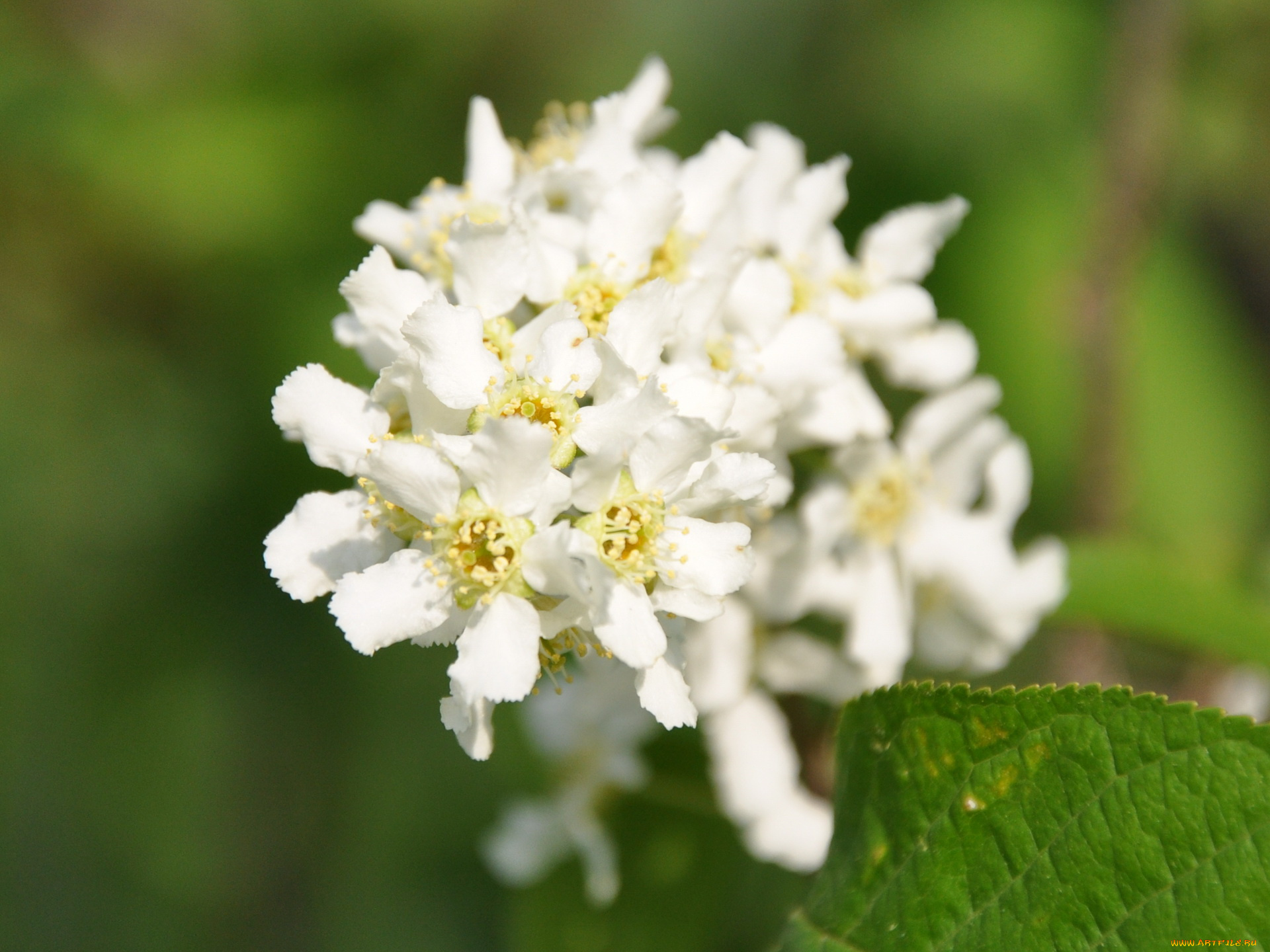 цветы, цветущие, деревья, кустарники