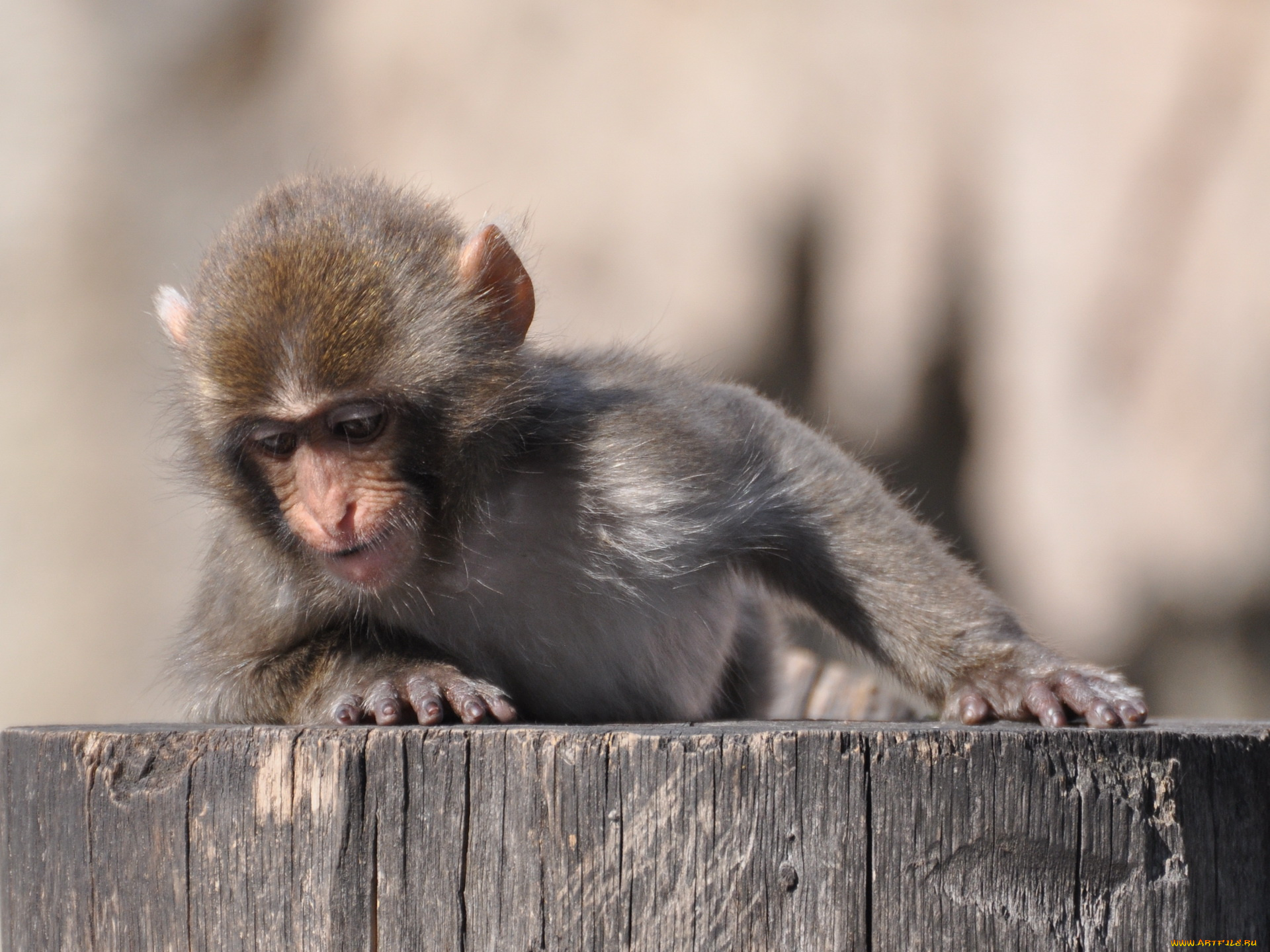 животные, обезьяны