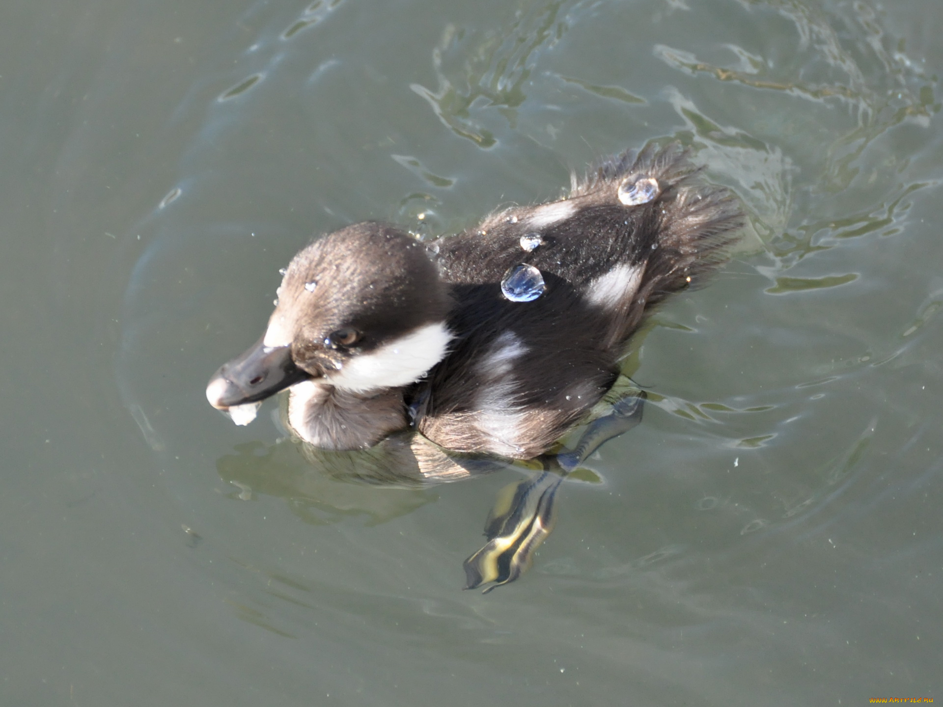 животные, утки